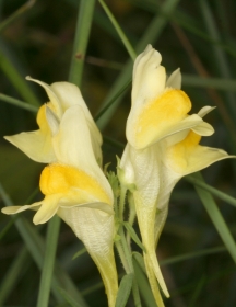 Echtes Leinkraut (Linaria vulgaris) - Blüten mit Farbmal