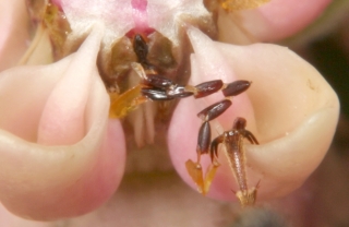 Pollinien - Gewöhnliche Seidenpflanze (Asclepias syriaca)