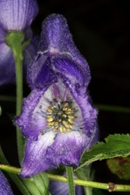 Blauer Eisenhut (Aconitum napellus)  - Blüte