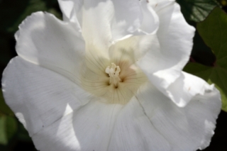 Echte Zaunwinde (Calystegia sepium)  - Blüte