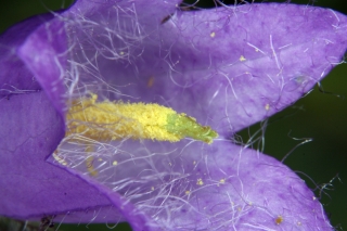 Nesselblättrige Glockenblume (Campanula trachelium)