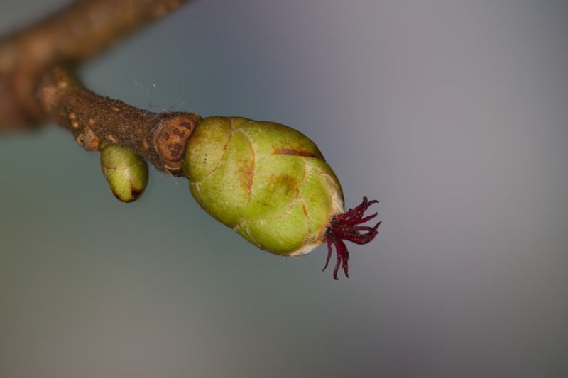 Gemeine Hasel (Corylus avellana) - weiblicher Blütenstand