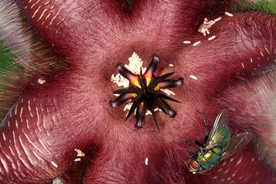 Blüte einer Aasblume (Stapelia hirsuta) mit Eiern einer Schmeißfliege 