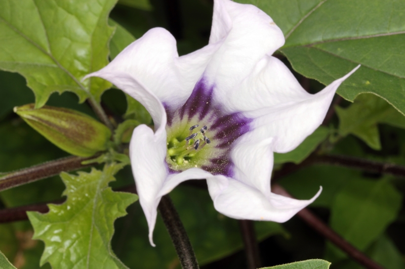 Stechapfel (Datura)  - Blüte