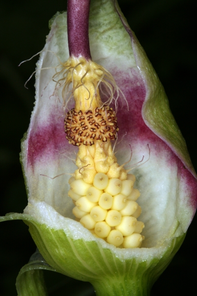  Aronstab (Arum maculatum)   - aufgeschnittene Blüte