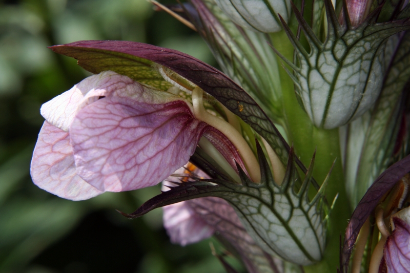 Ungarischer Akanthus (Acanthus hungaricus) - Blüte