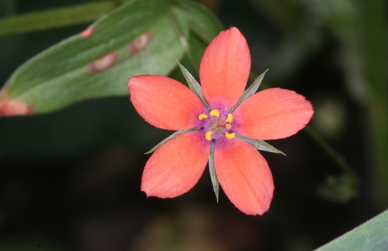 Acker-Gauchheil (Anagallis arvensis) - Blüte